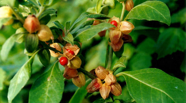 Powerful Benefits of Ashwagandha: Health & Beauty