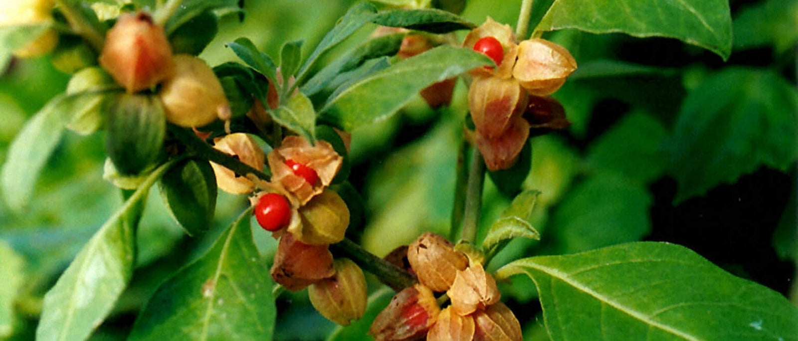 Powerful Benefits of Ashwagandha: Health & Beauty