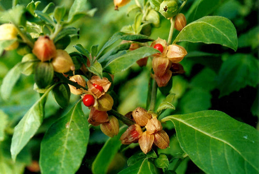 Powerful Benefits of Ashwagandha: Health & Beauty