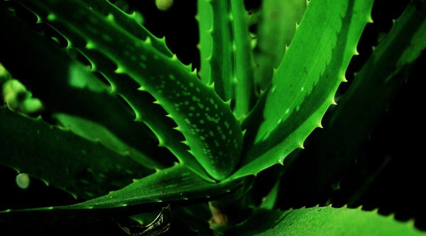 Aloe Vera For Face and Skin – Top 10 Benefits & Uses
