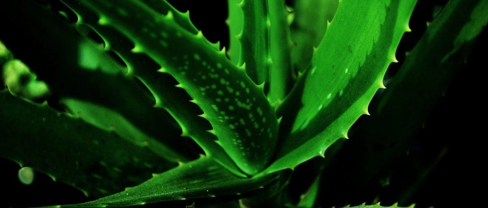 Aloe Vera For Face and Skin – Top 10 Benefits & Uses