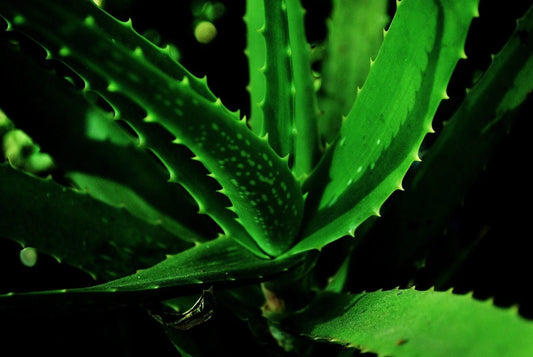 Aloe Vera For Face and Skin – Top 10 Benefits & Uses