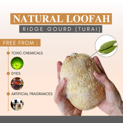Natural Ridge Gourd Loofah